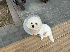 -瑞派·爱瑞可动物医院·口腔专科(广华新城分院)