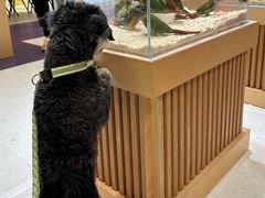 -帕帕拉兹宠物(亚洲旗舰店)