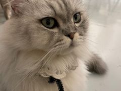 -猫友咖啡店(玉林西路店)