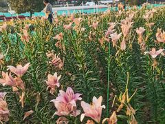 -花博汇(知音花月夜)