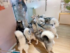 -Husky Go! 哈士奇体验馆·宠物咖啡厅狗咖