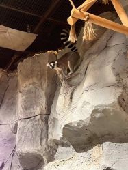 -Zoolung Zoolung动物主题公园(海信广场店)