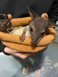 -Zoolung Zoolung动物主题公园(海信广场店)