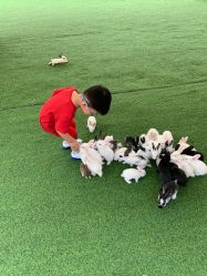 -萌宠亲子动物乐园(槐房万达店)