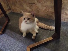 -猫色咖啡·猫咖
