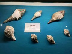 -青岛贝壳博物馆