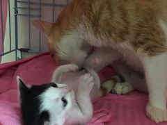 -瑞鹏宠物医院·骨科·猫科·内科(第一中心)
