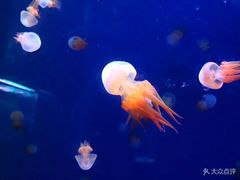 -临沂极地海洋王国