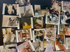 -欣宠猫屋·矮脚拿破仑·蓝金金渐层