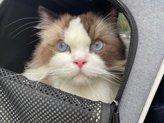 -纳吉亚猫专科动物医院博雅分院