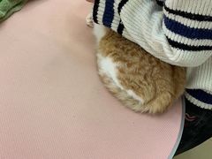 -1013 PET SHOP精品宠物商店(丁香店)