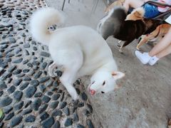 -柴犬高等学院·狗咖·柴犬售卖·宠物训练