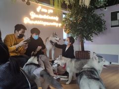 -Husky Go! 哈士奇体验馆·宠物咖啡厅狗咖
