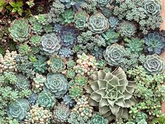 -深圳仙湖植物园