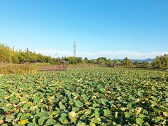 -羊亭河湿地公园