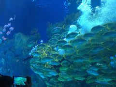 -芜湖新华联大白鲸海洋公园