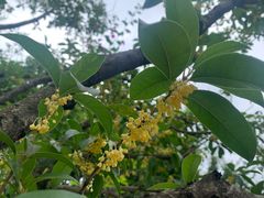 -成都市第一人民医院(南区)