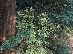 -广州市白云山风景名胜区