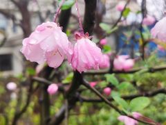 -上海市实验学校