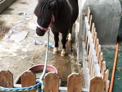 -泉州海丝野生动物世界