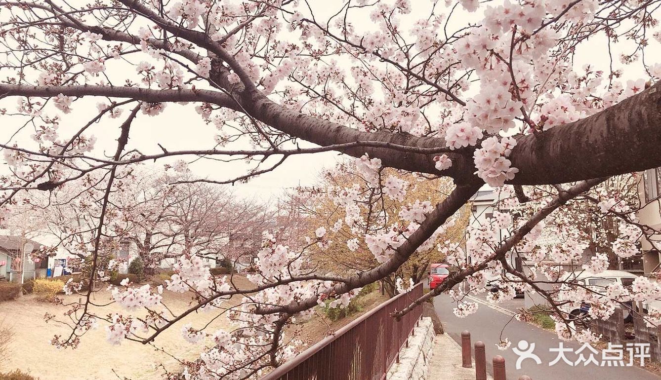去哪里看樱花？