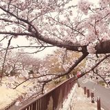 去哪里看樱花？
