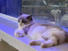 -喵园·猫主题咖啡厅·撸猫·猫咖(国贸店)