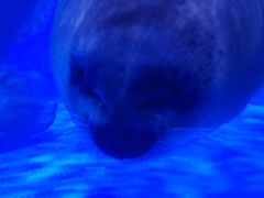 -上海海昌海洋公园-冰山北极馆