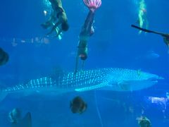 -烟台海昌鲸鲨海洋公园