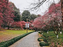 -杭州植物园