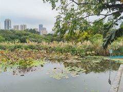 -五缘湾湿地公园
