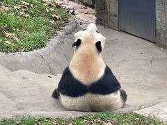 -都江堰中华大熊猫苑