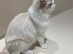 -飞行喵MR PILOT|猫舍·猫咖(静安大融城店)