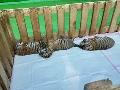 -栾川竹海野生动物园