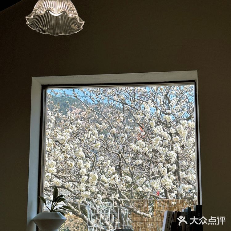 青岛崂山｜这家咖啡店的花开疯了🌬️