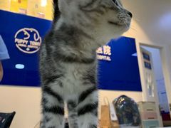 -芭比堂动物医院·犬猫全科·异宠专科(雁塔分院)