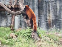 -武汉动物园