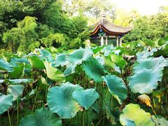 -莲湖公园