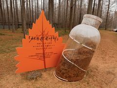 -黄海国家森林公园