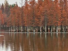 -白鹭湾湿地公园