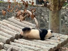 -都江堰中华大熊猫苑