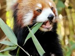 -普洱太阳河森林公园