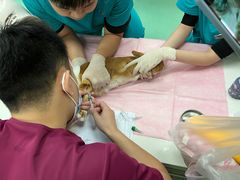 -北京观赏动物医院·24小时大型综合·猫专科·异宠专科
