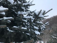 -横道河子东北虎林园