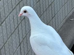 -朝阳公园游乐园