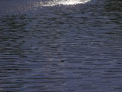 -荣德灶台鱼(圣泉寺店)