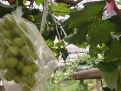 -马陆小张葡萄园农家乐