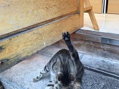 -猫的天空之城概念书店(丽江古城饮玉巷店)