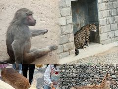 -北京野生动物园