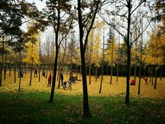 -咸阳湖景区-古渡公园